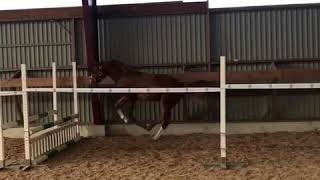 He&#39;s Monaco 2017 by Emerald x Tornesch FOR SALE