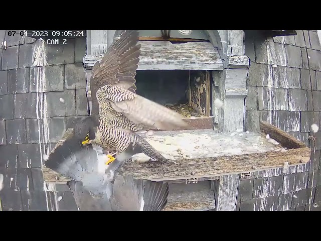 Vídeo relacionado con Horus the Peregrine: Catch the Pigeon (Chick Books Myweebooks)