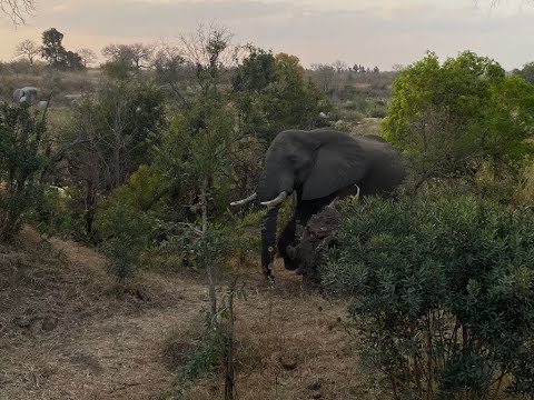 Majestic Elephant Encounter in Kruger National Park – A Close-Up Safari Moment