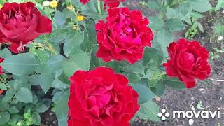 Роза Хоммадж Барбара - купить в Минске, доставка почтой по Беларуси ...