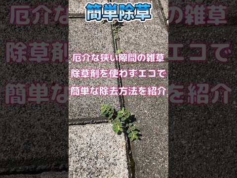 ターポリンによるソラリゼーションによる雑草除去 2022