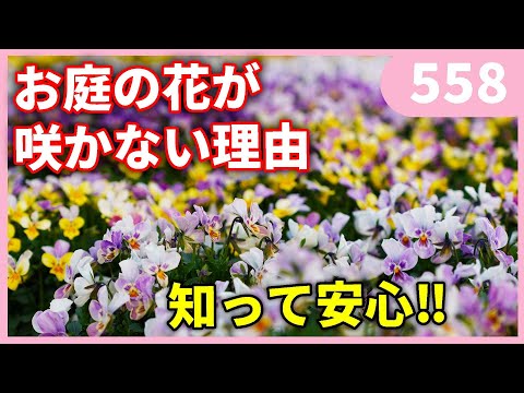 植物が花を咲かせたくないとき 庭の練習
