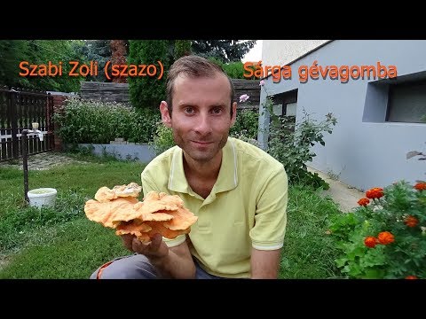 parazita tablettákból származó rókagombák infúziója)