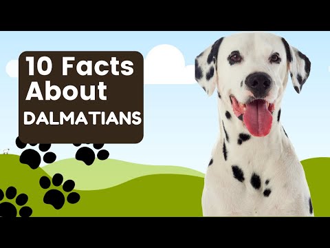 10 Facts About Dalmatians