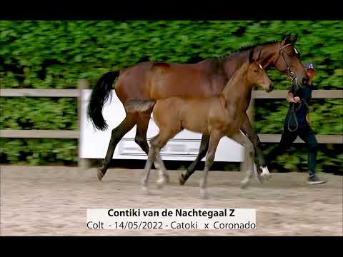 Contiki van de Nachtegaal Z