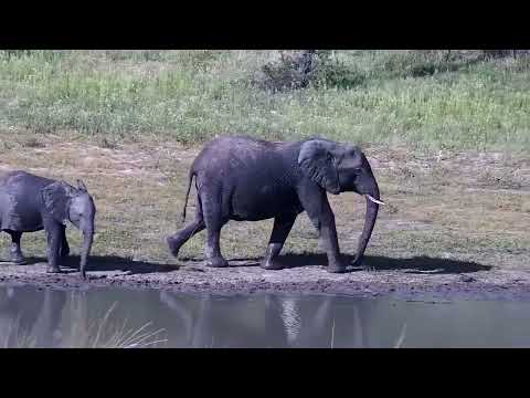Djuma: Elephant mother and calf - 16:16 - 01/18/2023