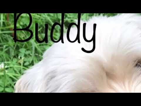 Buddy, an adopted Poodle Mix in Kittanning, PA_image-1