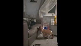 animale cainele grasut