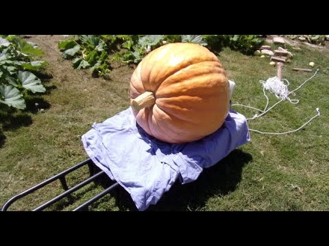 How To Grow Giant Pumpkins - Harvesting 1-B For Competition