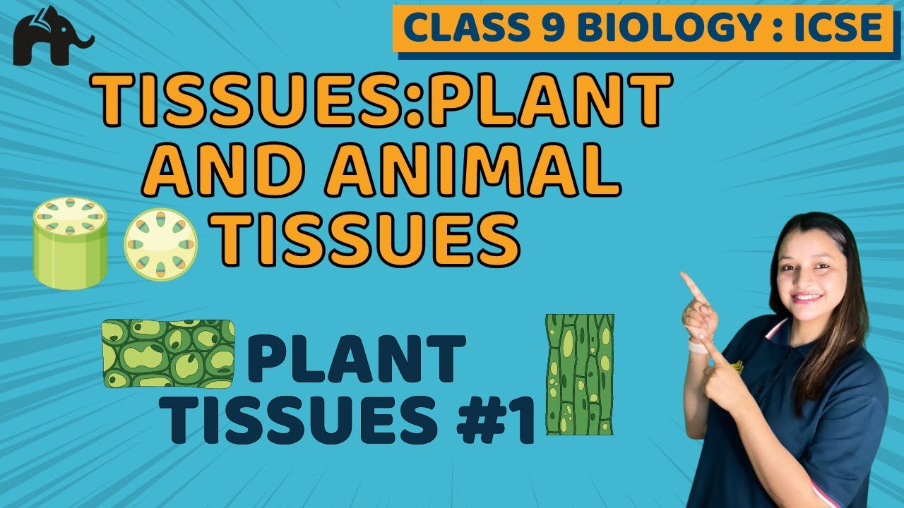 Tissues:Plant And Animal Tissues Class 9 ICSE Physics Chapter 2 | Selina | Plant Tissues #1