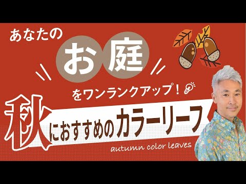 アシクズ、クズ、ディクタム、ルルート、マランタ アルンディナセア