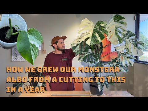 How we Grew our Monstera Albo from a Cutting to this in a Year