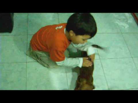 Juan Diego Es Atacado pot una Jauria Salvaje