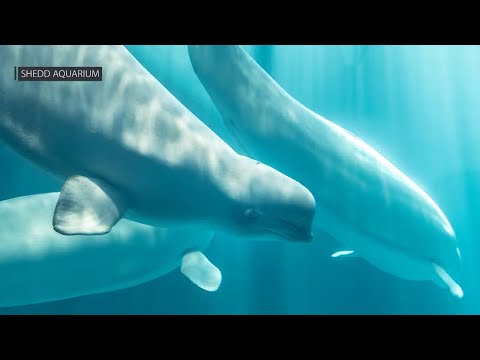 Third beluga rescued from Canadian marine park dies at Chicago aquarium