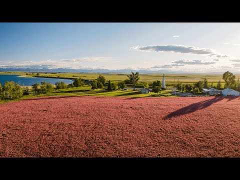 Sainfoin | A Grower's Point Of View (Part 2)