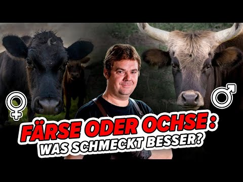 Ox or heifer: which tastes better?