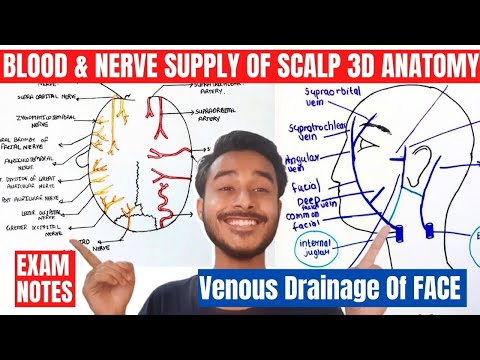 blood and nerve supply of scalp anatomy | venous drainage of head and neck | venous drainage of face