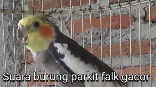 Download lagu Suara burung parkit falk gacor || parkit australia gacor mp3 Download lagu Suara burung parkit falk gacor || parkit australia gacor mp3