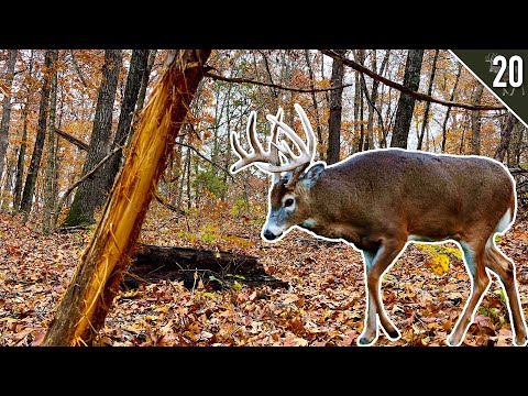 BOW HUNTING RUT FUNNELS!! - (Missouri and Iowa Public Land)