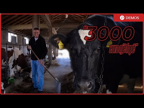 “3000 euro një lopë” - Fermeri nga Irzniqi: Nuk i lakmoj askujt, fitoj shumë para nga kjo punë