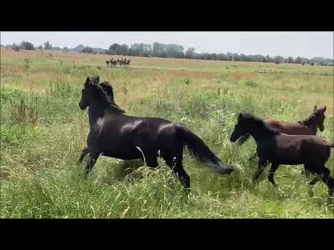 Unsere bunte Ponyherde!