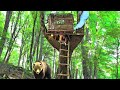 Building A Tree Shelter Surviving A Bear Encounter Survival Skills