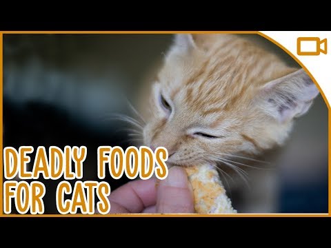 Foods That Kill Cats - Toxic Foods for Cats 101