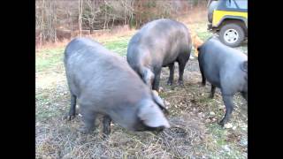preview picture of video 'Pigs n Punkins at Our Green Acre'