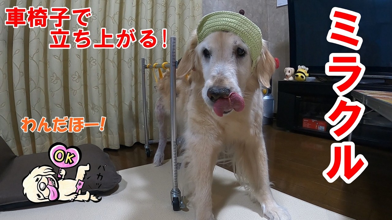 【ミラクル】15歳のゴールデンレトリバーはっち、ミラクルの連続です。
