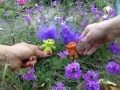 78Violet - Hothouse Preview 