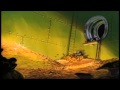 Ducktales Intro Theme Song Lyrics Opening