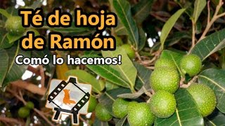 Proceso del Té de hoja de Ramón / Comó lo hacemos!
