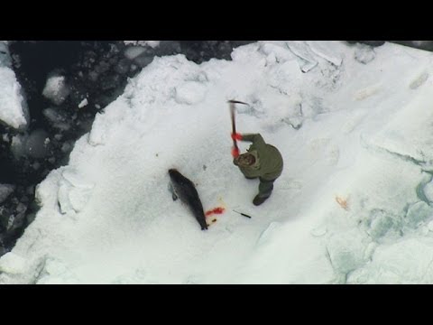 Why do people kill seals in Antarctica?