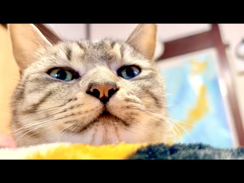 99%が5分で眠くなる｜猫×水の音ASMR Deep Relax ASMR｜Cat Purring & Wooden Balls
