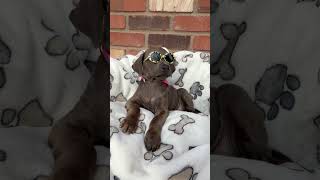 Video preview image #1 Mutt Puppy For Sale in Goodyear, AZ, USA
