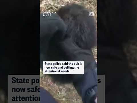 A New Jersey state trooper rescues a bear cub from a roadside ditch