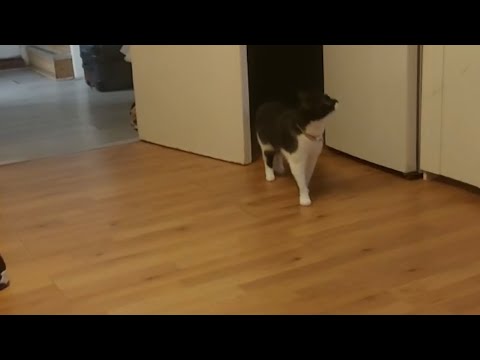 My Cat || #cute #cat #viral