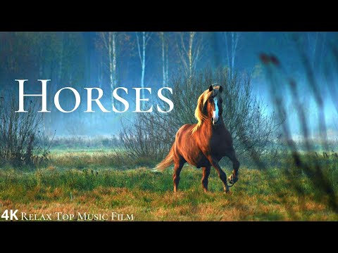 Horses 4k With Relax Music
