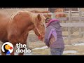 Rescue Horse Who Was Too Scared To Eat Loves Her New Home | The Dodo Adoption Day