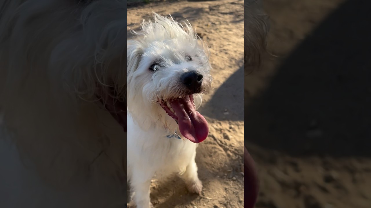Mr. Waffles, a Adoptable Lakeland Terrier in Canyon Country, CA video 6/6
