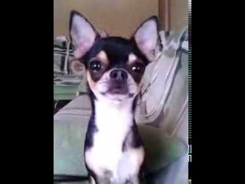 Звук чихуахуа. Злая чихуахуа. Гимн чихуахуа. Чихуахуа песня ремикс. Чихуахуа.