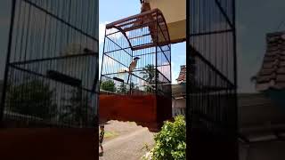 Download lagu Cendet isian kuntilanak speed dan volume ...milik mr.Iwan Kalibaru mp3 Download lagu Cendet isian kuntilanak speed dan volume ...milik mr.Iwan Kalibaru mp3