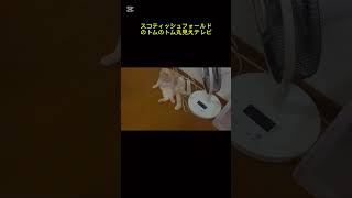 スコティッシュフォールドのスコ座り
