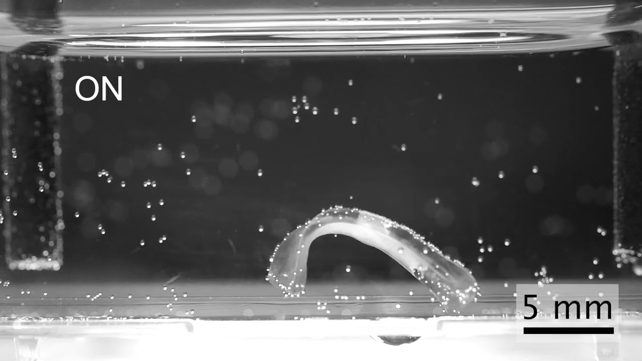 Biohybrid Robot - YouTube