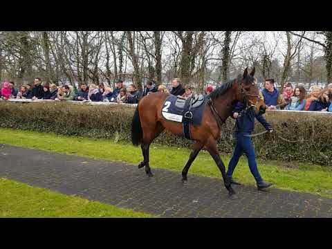 Alinaro's Aufgalopp in Hannover: Im Führring