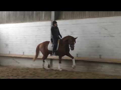 Stute, *2013, von Londontime