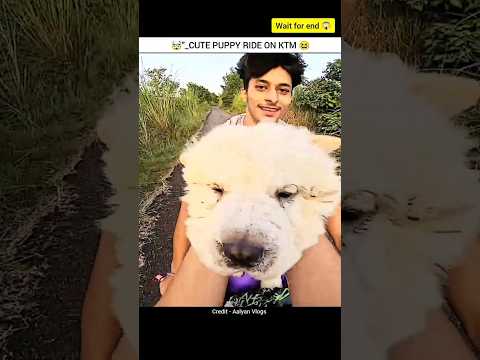 CUTE PUPPY FIRST' RIDE ON KTM 😱💥 MOTOVLOG #shorts #rider #trending #viral #ytshorts #bike #zx10r