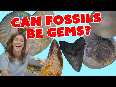 Geofossiles Reviews