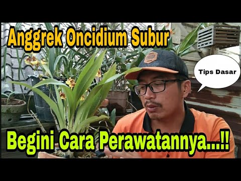, title : 'Tips Dasar Merawat Anggrek Oncidium Supaya Subur'