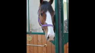 preview picture of video 'La nostra scuderia a Oleggio, scuola di equitazione e pensione cavalli'